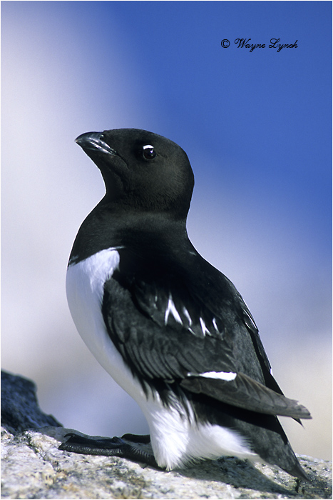 Dovekie 103 by Dr. Wayne Lynch &copy;